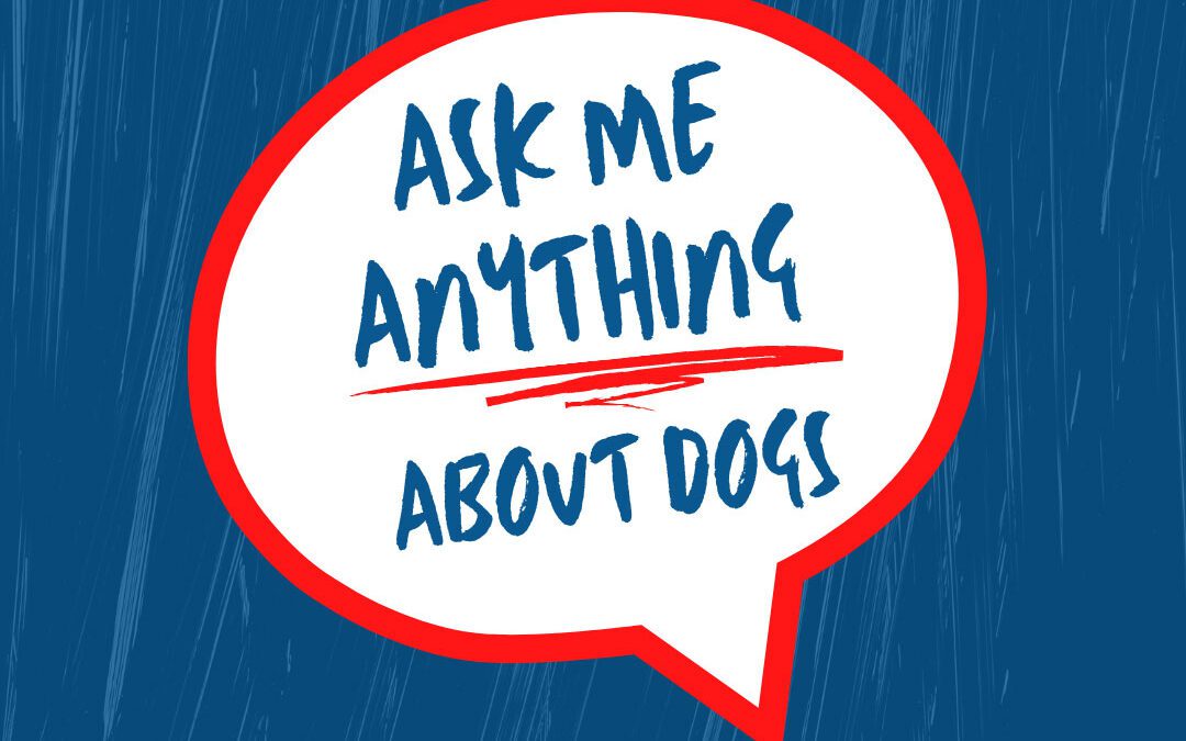 Ask Me Anything about Dogs | Weekly Zoom Sessions by Dog Owner’s Academy