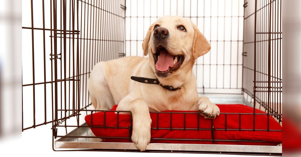 Crate! An important dog training tool