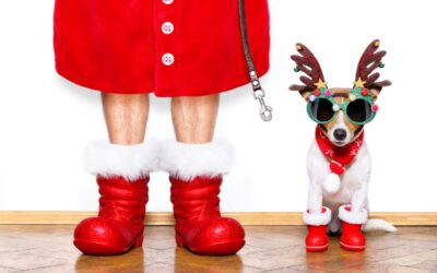 Dogs Safety During The Holiday Season