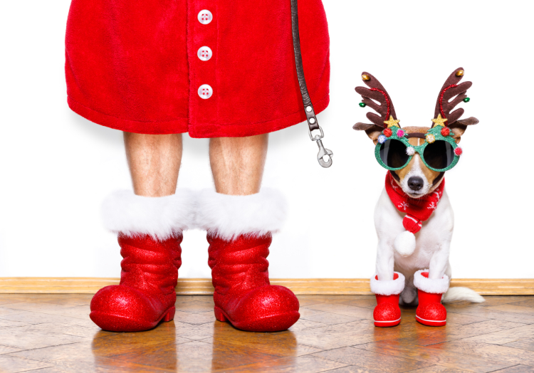 Dogs Safety During The Holiday Season