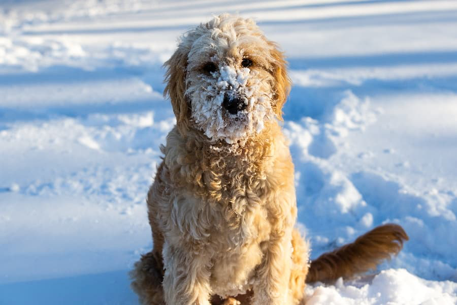 6 Safety Tips for Dogs During Winter