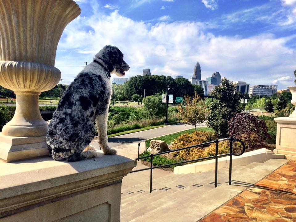 Walking your dog provides a number of benefits for both you and your dog, including valuable bonding time Walk your dog