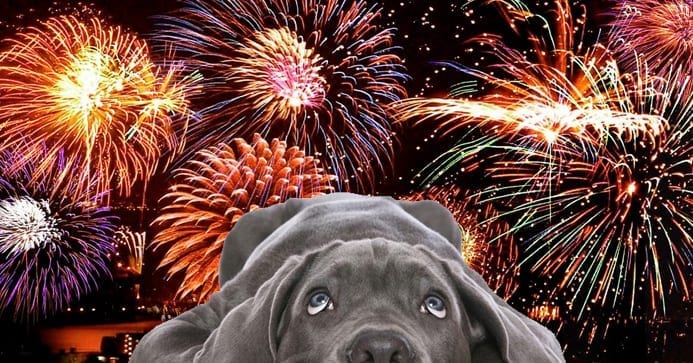 4th of July and dogs