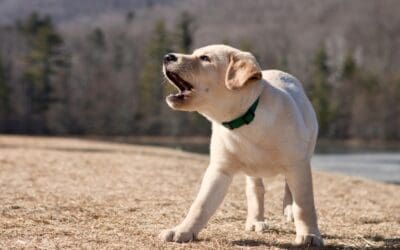 Excessive Dog Barking: Why the Fix Depends on Which Type You’re Dealing With