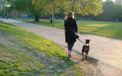 Walk your dog human. They need it.