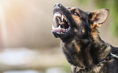 Dog Aggression Help in Charlotte, NC: What the Behavior Is Actually Telling You
