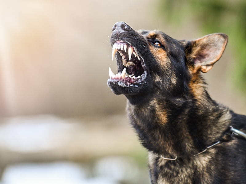 Aggression in dogs
