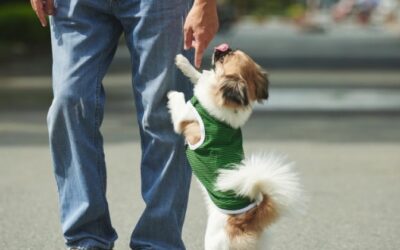 Why Does My Dog Jump on People? (It’s Not Dominance)