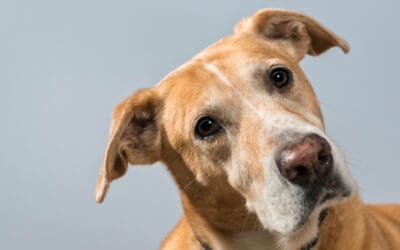 Selective Hearing in Dogs: Why It Happens and How to Fix It