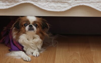 Why Fearful Dogs Get Worse Over Time and What Turns It Around