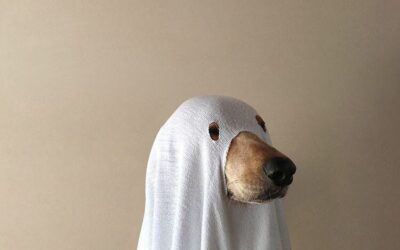 The Ultimate Guide to a Dog Safe Halloween