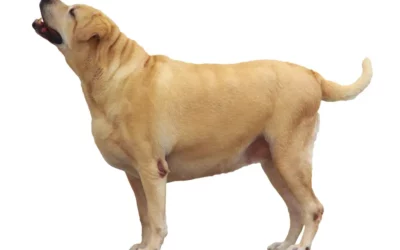 Lean Dogs Live Longer: Unraveling the Hidden Dangers of Canine Obesity