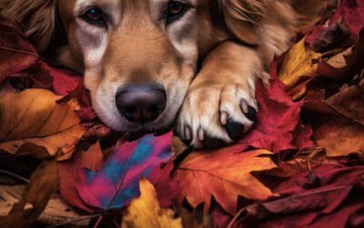How to Celebrate the Changing Seasons with Your Dog: Creative, Fun, and Safe Ideas