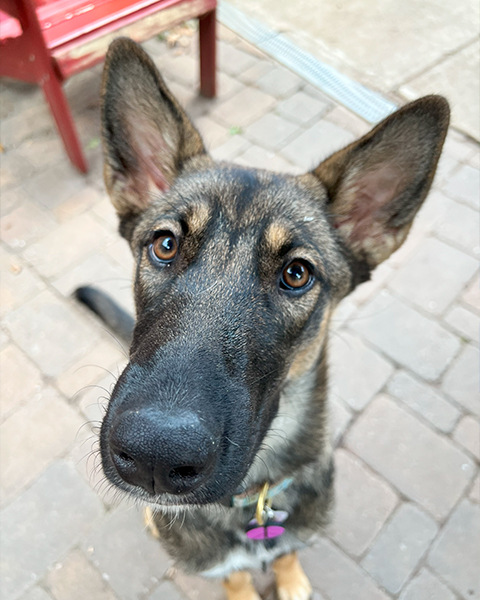 Hazel Img 2555 Hazel Img 2555