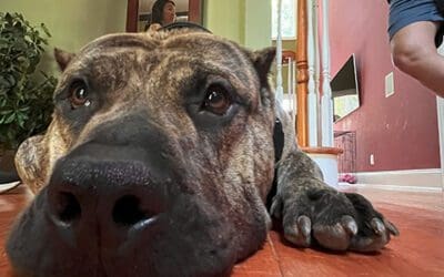 Separation Anxiety in Dogs: Your Week-by-Week In-Home Training Roadmap