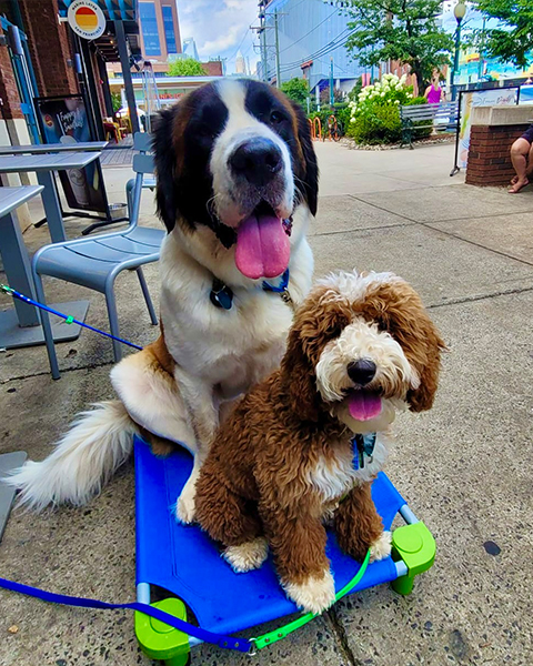 Roxy H. & Daisy H. 025ccb4a 8ec5 4c89 9857 Ed20c1a5b524 Roxy H. & Daisy H. 025ccb4a 8ec5 4c89 9857 Ed20c1a5b524