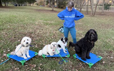 Dog Training for Busy Charlotte Professionals: Maximizing Results with Limited Time