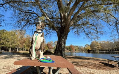 Dog Training Packages in Charlotte: How to Choose the Right Program Level for Your Best Friend