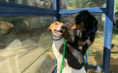 Decoding Dog Body Language During Social Interactions