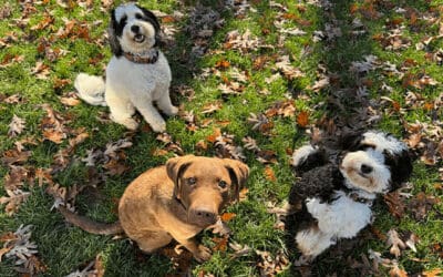 The Benefits of Crate Training: Why It’s a Game-Changer for You and Your Dog