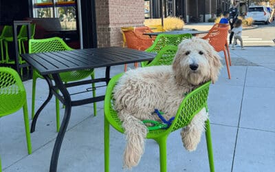 The Do’s of Dog Training: Setting Your Pup Up for Success