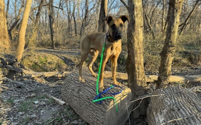 5 Dog-Friendly Hiking Spots Near Charlotte, NC