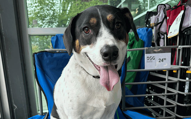 Picture of Debunking Common Myths About Crate Training | Dog Owner's Academy
