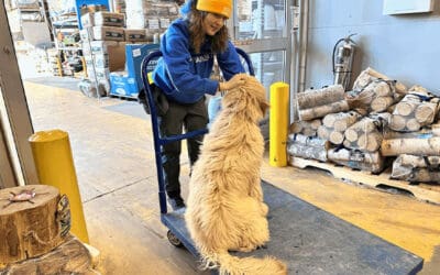 Don’t Train to Fail: Setting Your Dog Up for Success