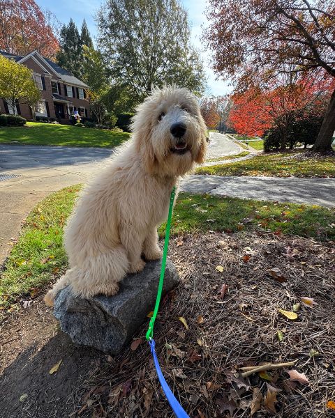 Website Scroll 2 Website Scroll 2