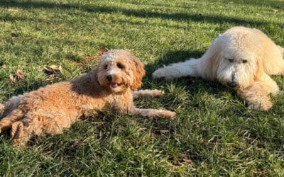How Dog Training Improves Home Life (Especially for NC Families with Kids)