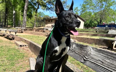 Leash Pulling in Public? Here’s How Dog Owners in Charlotte Can Stop It Fast