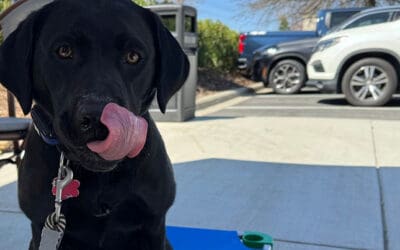 How Long Does Dog Training Take? A Local Guide for NC Pet Parents