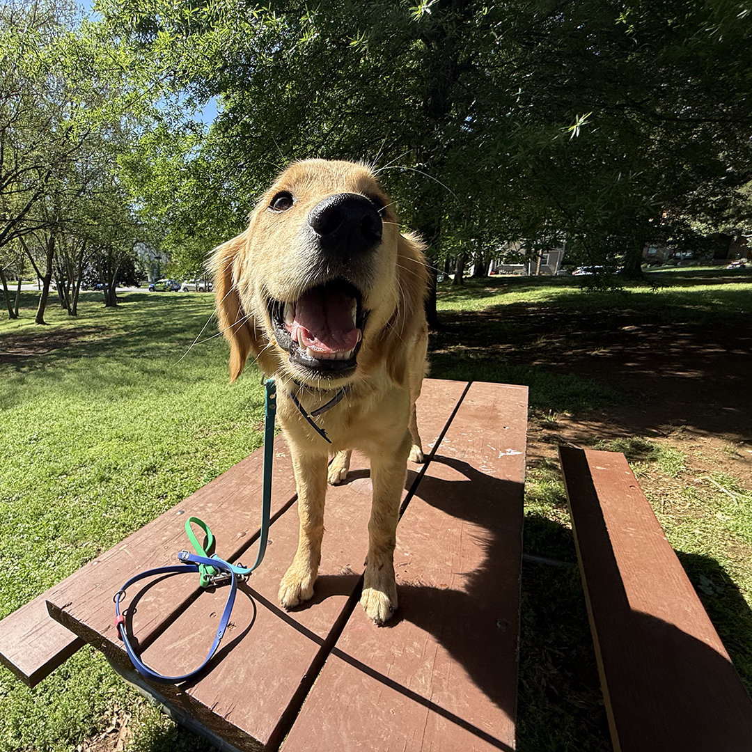 Traveling With Your Dog? How to Prepare for Road Trips, Rentals, and ...