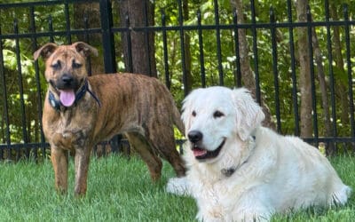 Multi-Dog Homes: Charlotte’s Guide to Pack Peace