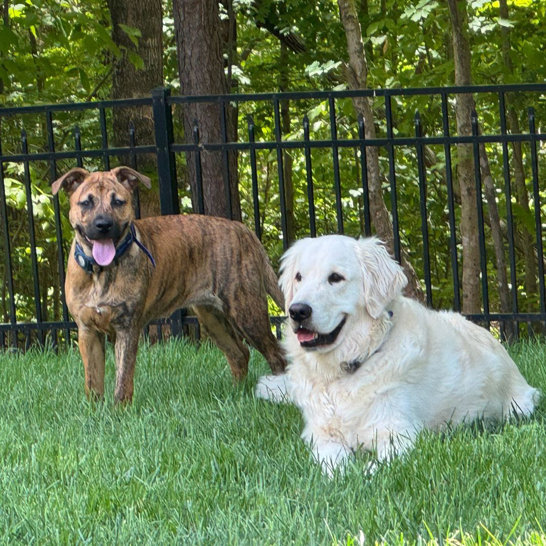 How Much Does Dog Training Cost in Charlotte?