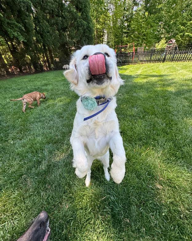 Stop Your Dog Jumping on Guest