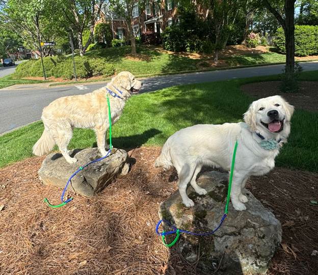 Creating Positive Associations for a Confident Dog 3