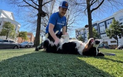 What Happens After Board & Train? The Owner Hand-Off Plan That Prevents Backsliding