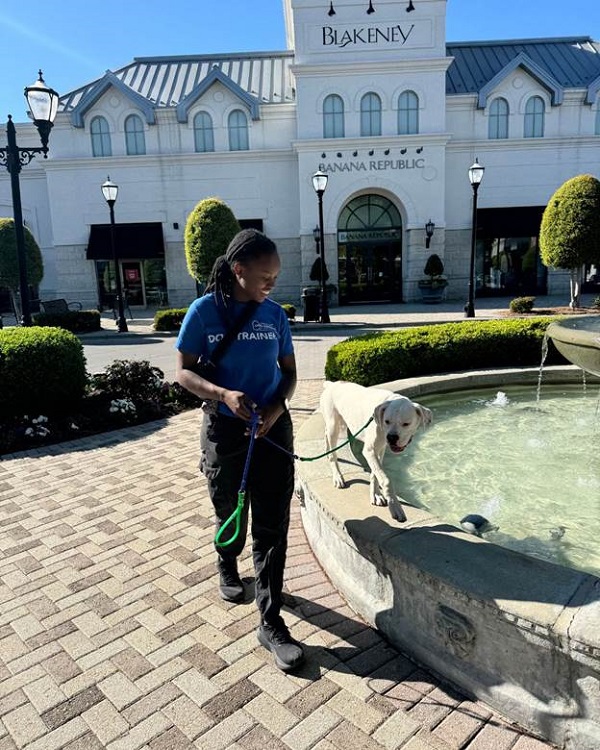 Dog Traning For Busy Charlotte 02 Dog Traning For Busy Charlotte 02
