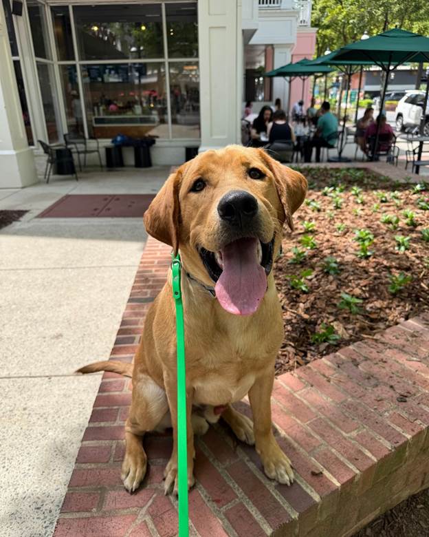 Canine Cognitive Biases: A Dog's-Eye View