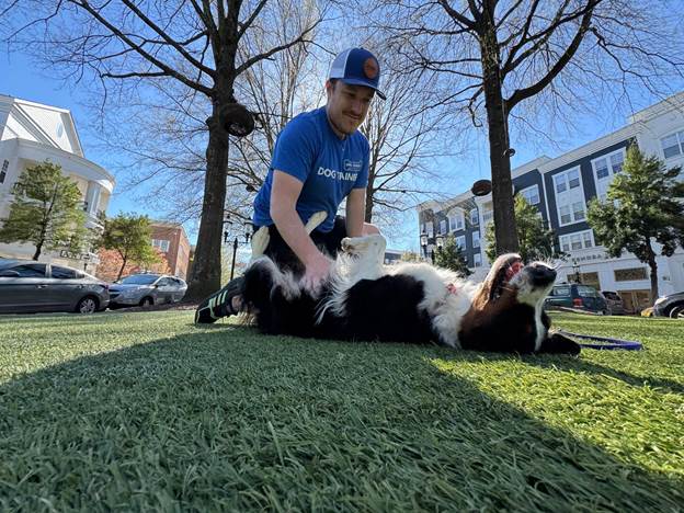 Stop Dog Counter Surfing for Good