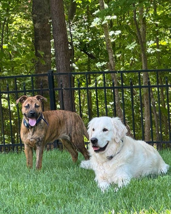 A Note on Canine Cognitive Dysfunction (CCD)