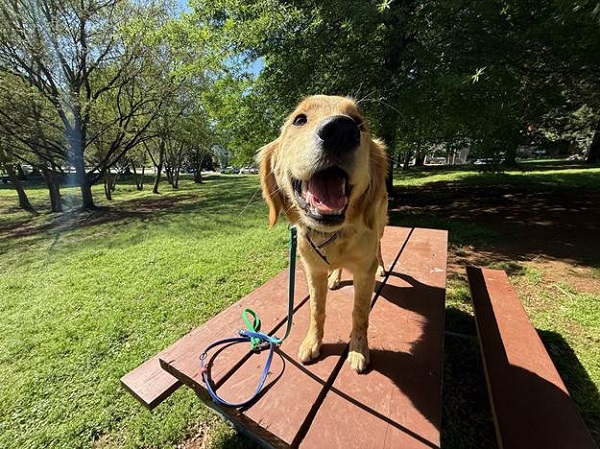 Creating Positive Associations for a Confident Dog