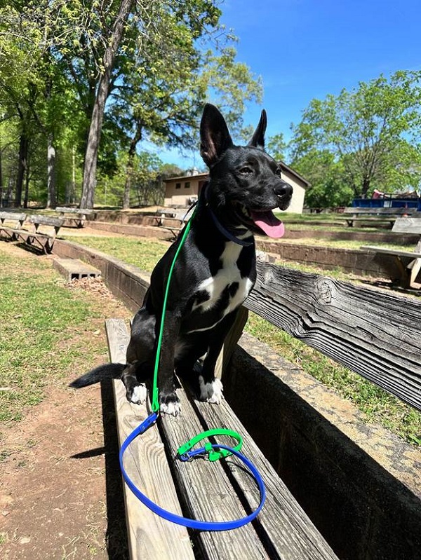 Dog Behavior - Genetic Breeds