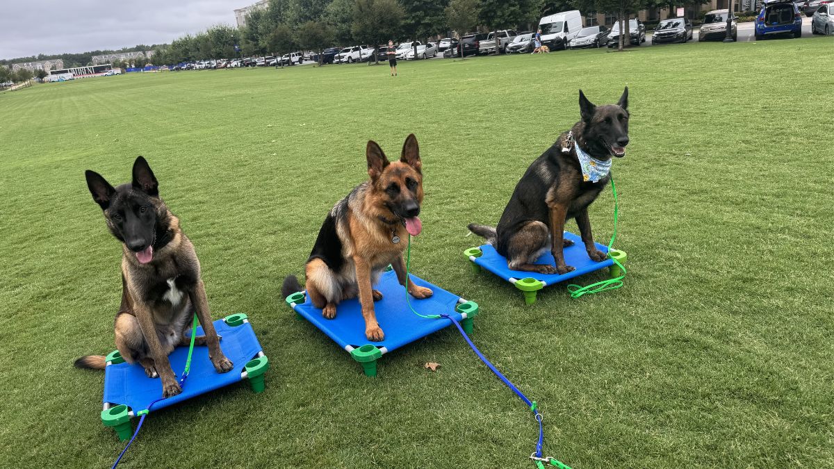 Three dogs holding a place command on raised cots during dog training in Charlotte NC at a large grassy area at a park