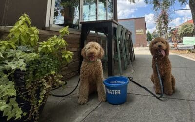 The Busy Owner’s Dilemma: Auto-Pilot Board & Train vs. Weekly Lessons – The True Trade-Off for Lasting Results