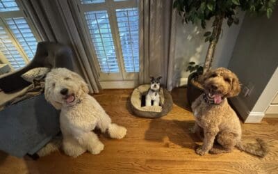 Board & Train vs In-Home Lessons: The Truth About Results “At Home”