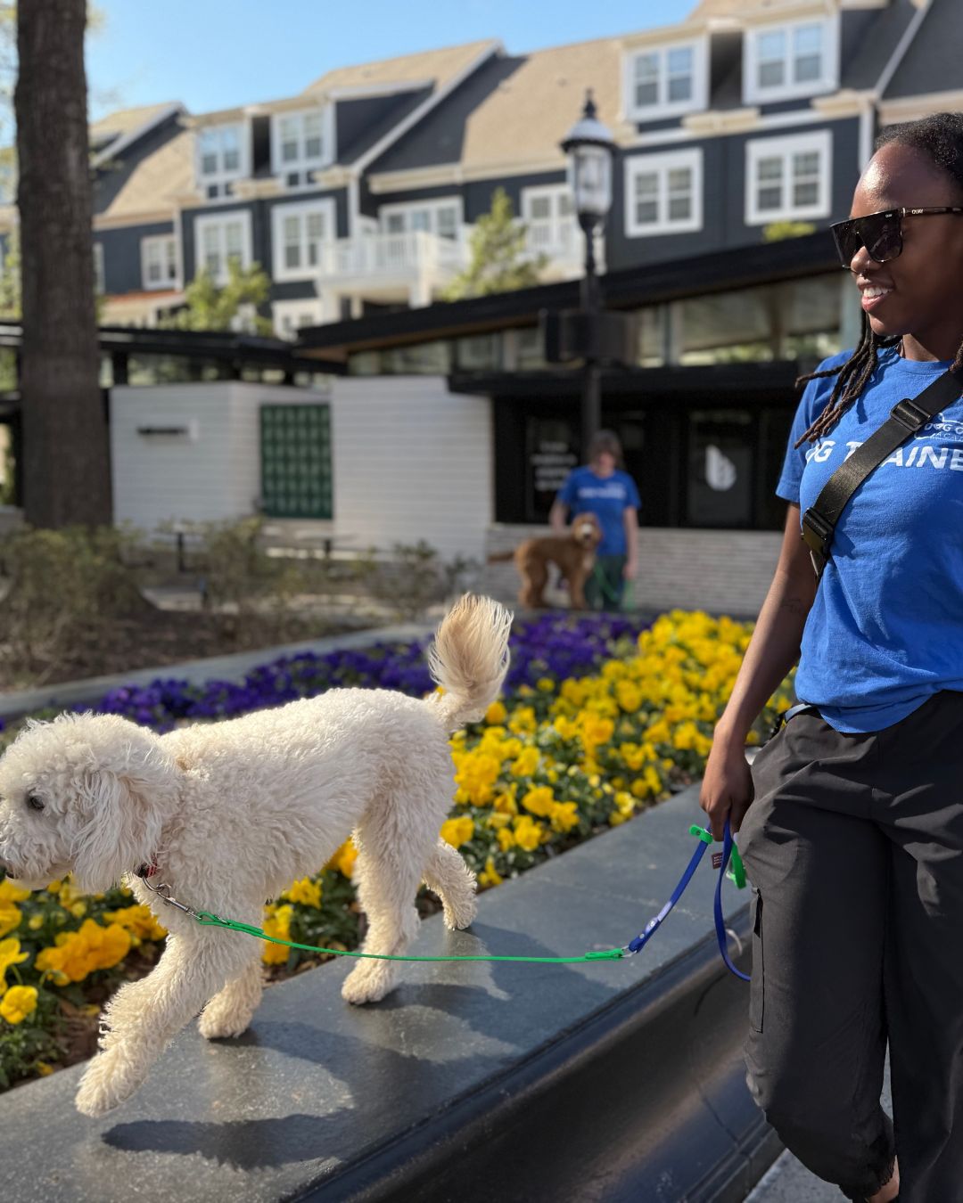 Dog Training On Walk in Charlotte, NC Dog trainer in Charlotte, NC walking a small white curly-haired dog on leash beside colorful flower beds outdoors during a training session.