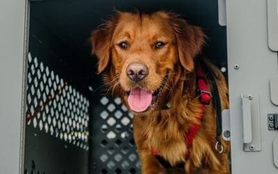 Traveling with Dogs: Tips for Stress-Free Adventures