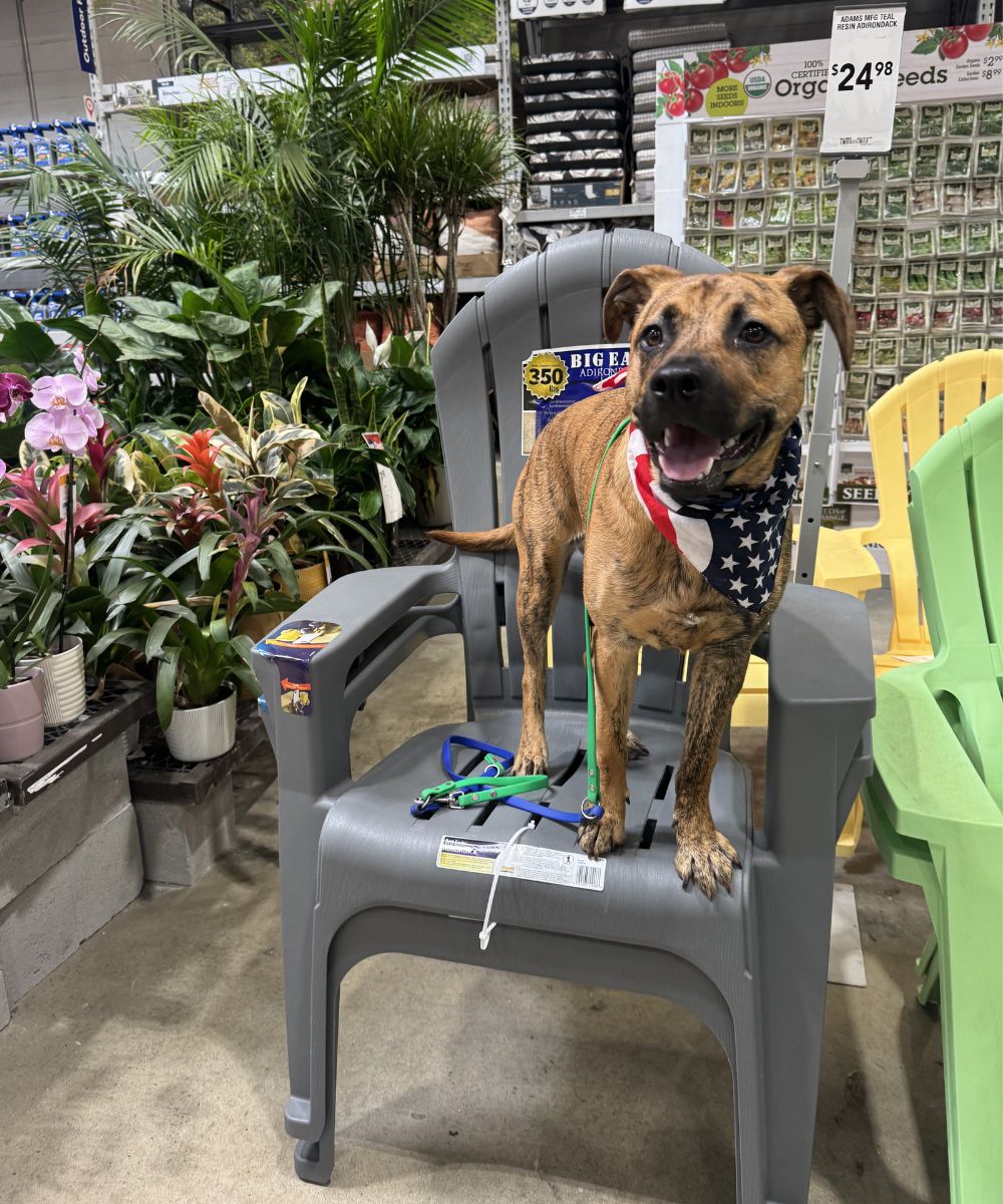 Dog On A Chair In Home Improvement Store Brindle dog standing calmly on a chair in a home improvement store during dog training in Charlotte NC